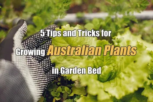 5 Tips and Tricks for Growing Australian Plants in Your Garden - VEGEGA Metal Raised Garden Bed