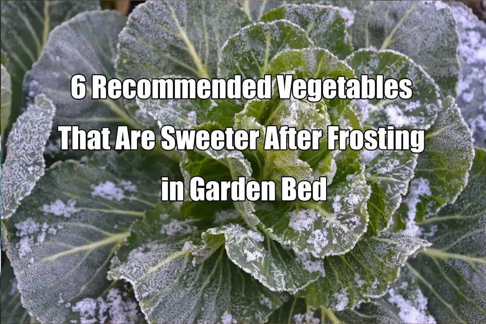 6 Recommended Vegetables That Are Sweeter After Frosting in Garden Bed | VEGEGA