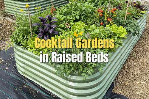 Cocktail Gardens in Raised Beds | VEGEGA