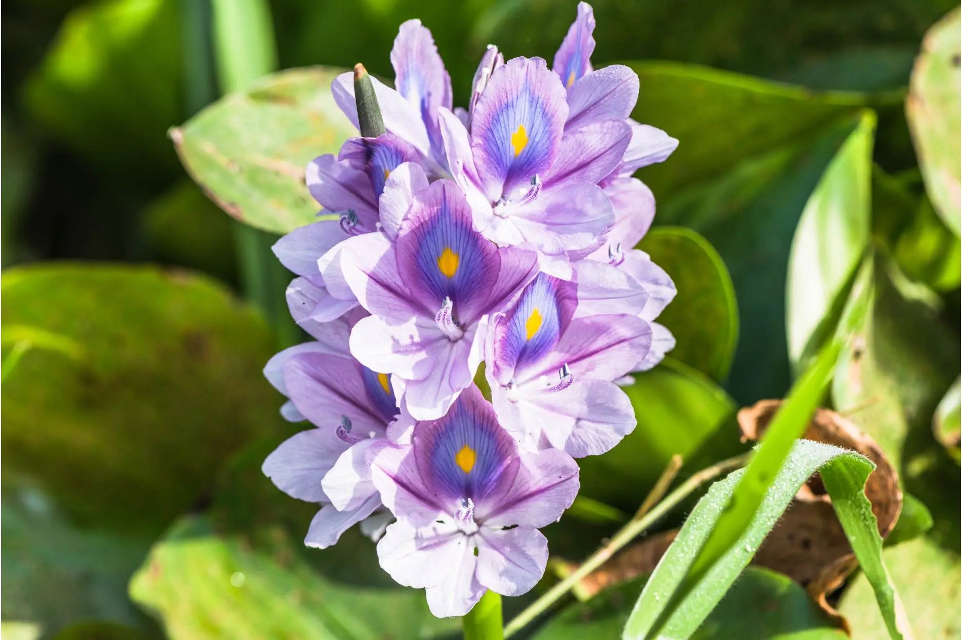 How to Grow Hyacinth Plants | VEGEGA