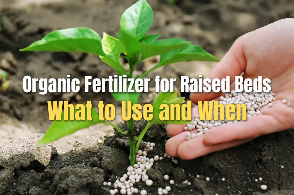 Organic Fertilizer for Raised Beds: What to Use and When | VEGEGA