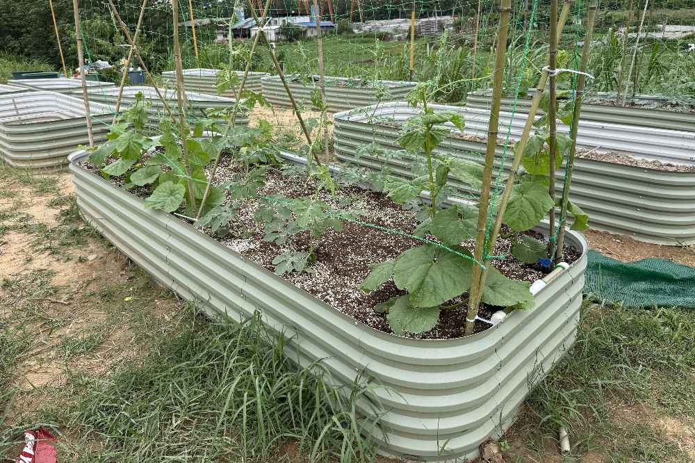 How Much Space Do Plants Need | VEGEGA