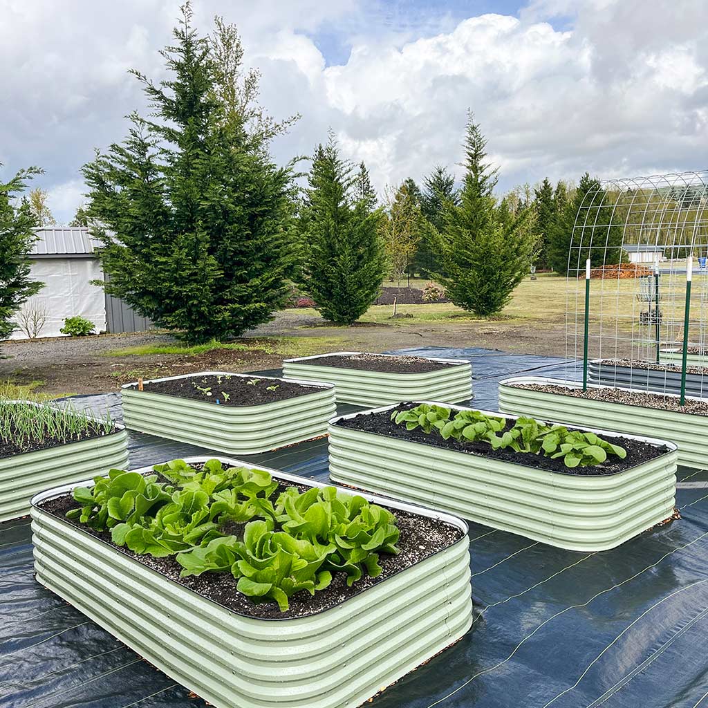 raised garden bed-Vegega