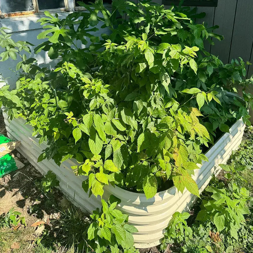 4x8 raised garden beds growing veggies-Vegega