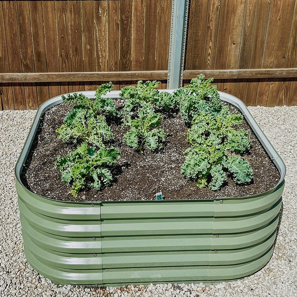 herb planter box grows kale