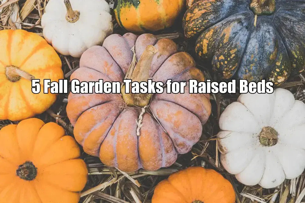 5 Fall Garden Tasks for Raised Beds | VEGEGA