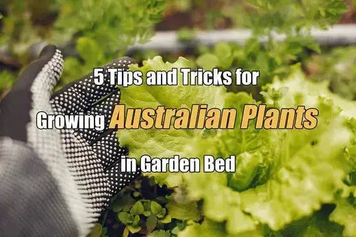 5 Tips and Tricks for Growing Australian Plants in Your Garden - VEGEGA Metal Raised Garden Bed