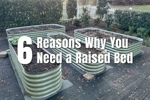 6 Key Reasons for Raised Beds in Home Gardening
