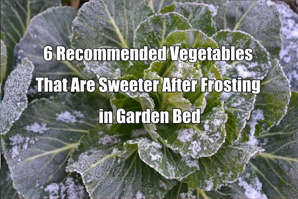 6 Recommended Vegetables That Are Sweeter After Frosting in Garden Bed | VEGEGA