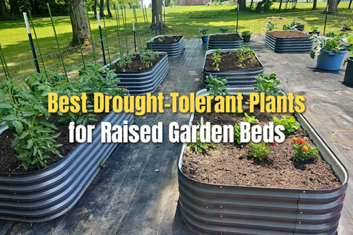 Best Drought-Tolerant Plants for Raised Garden Beds | VEGEGA