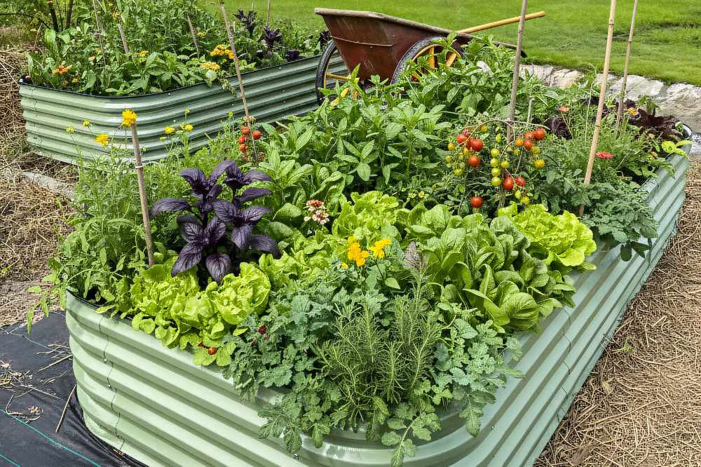 Cocktail Gardens in Raised Beds | VEGEGA