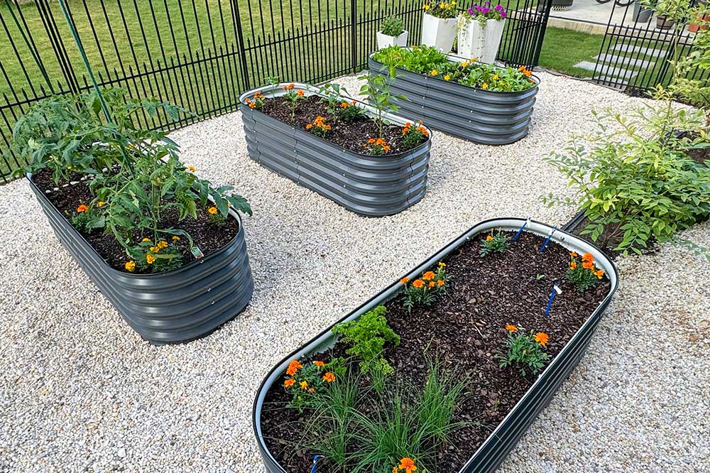 Grow Marigolds in Vegetable Garden for Pest-Free Vegetables | VEGEGA
