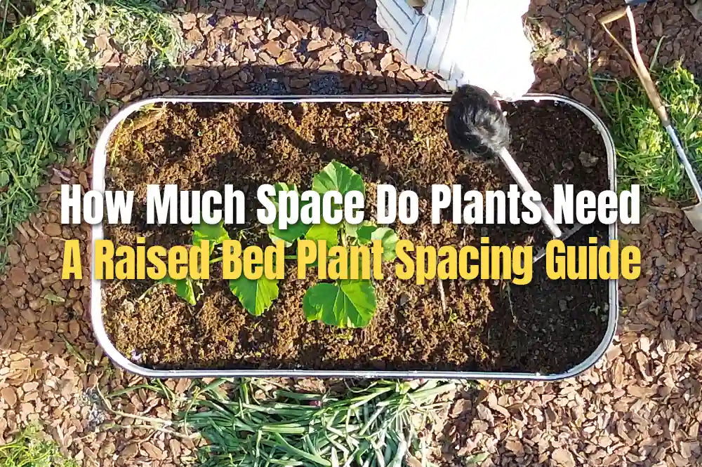 How Much Space Do Plants Need | VEGEGA