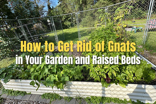 How to Get Rid of Gnats in Your Garden and Raised Beds | VEGEGA