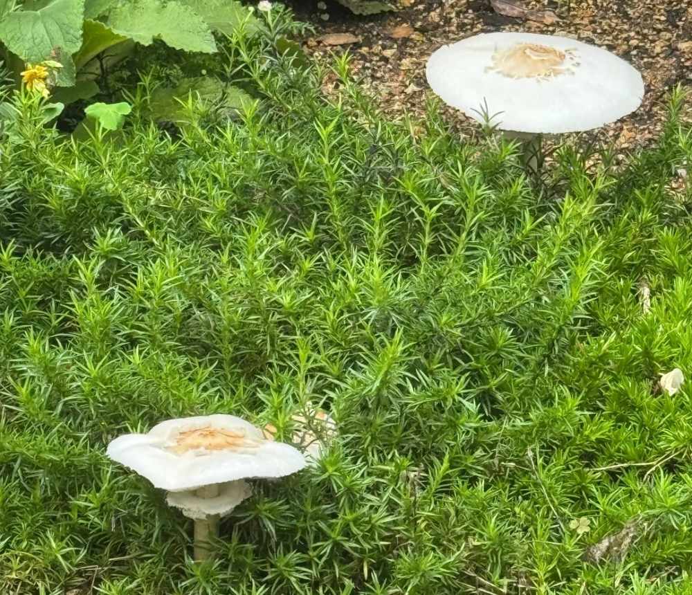 How to Get Rid of Mushrooms In The Yard | VEGEGA