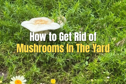 How to Get Rid of Mushrooms In The Yard | VEGEGA