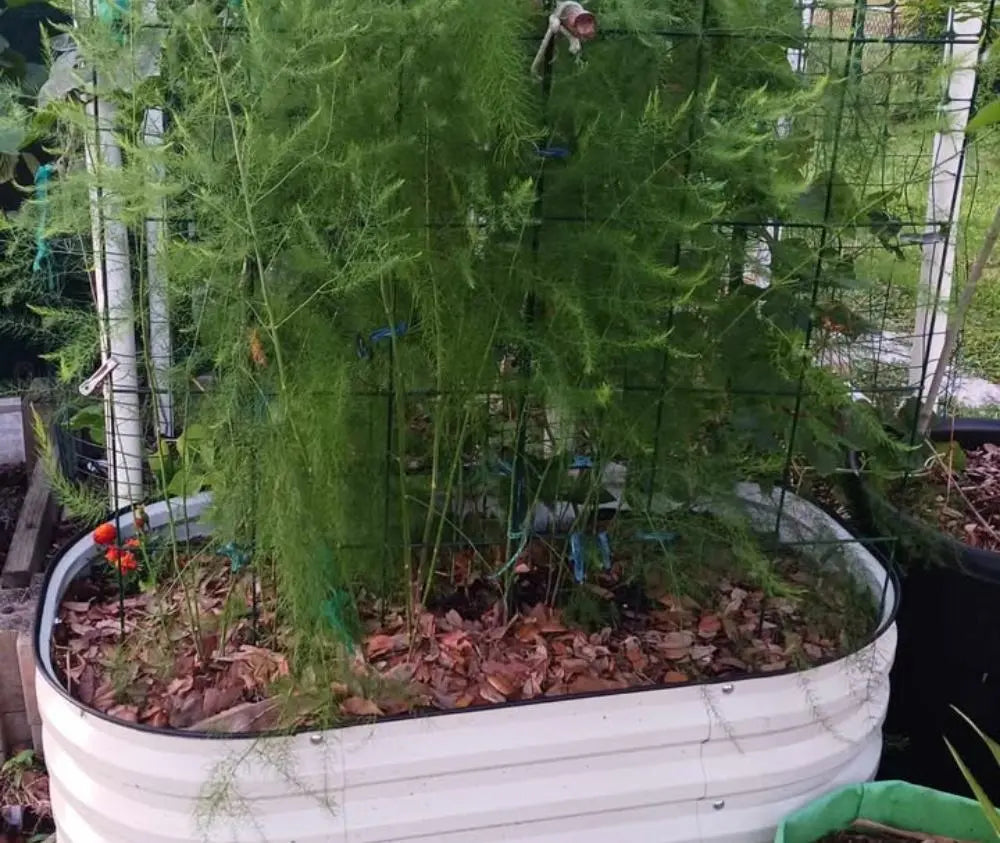 How to Grow Asparagus