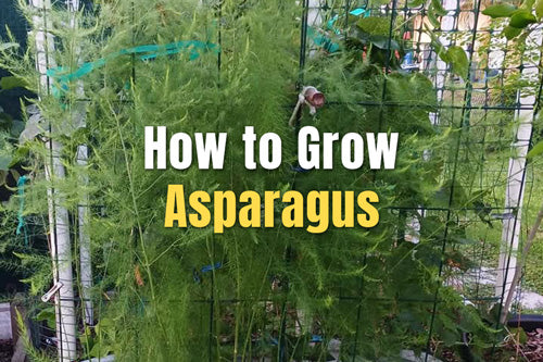 How to Grow Asparagus