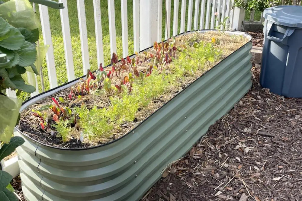 How to Grow Beetroot