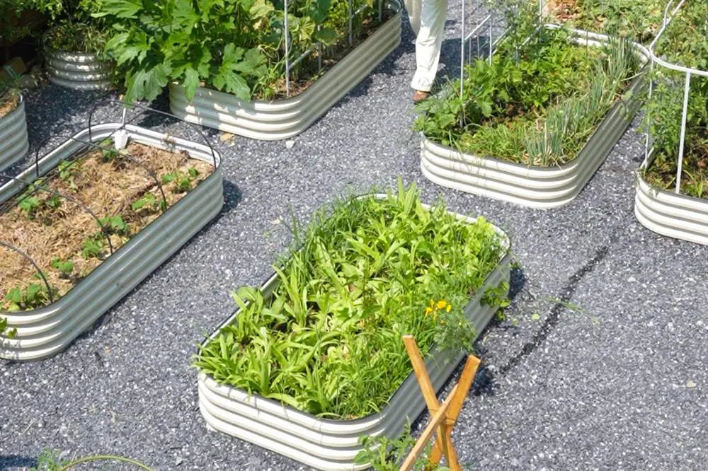 How to Grow Cantaloupe | VEGEGA