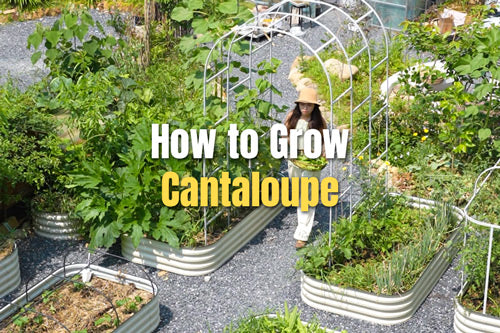 How to Grow Cantaloupe