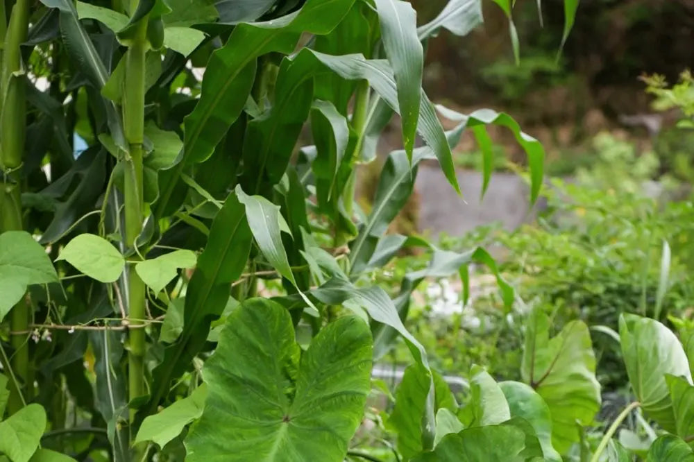How to Tell if Corn Is Ready to Harvest | VEGEGA