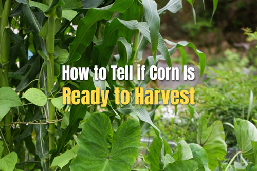 How to Tell if Corn Is Ready to Harvest