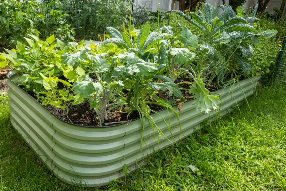 How to Transition Your Raised Beds from Summer to Fall Crops | VEGEGA