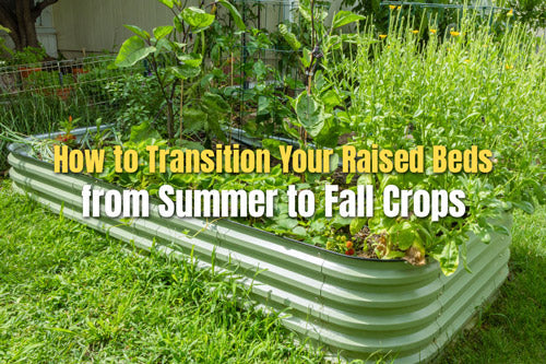 How to Transition Your Raised Beds from Summer to Fall Crops