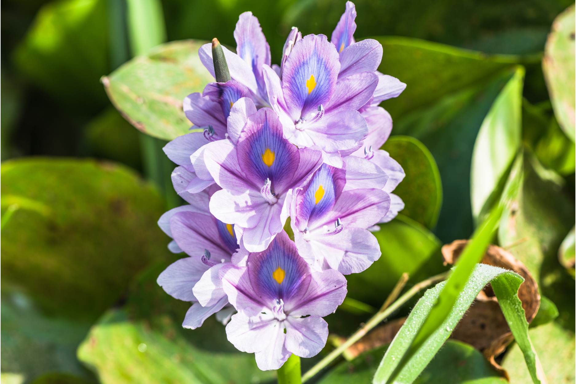 How to Grow Hyacinth Plants | VEGEGA