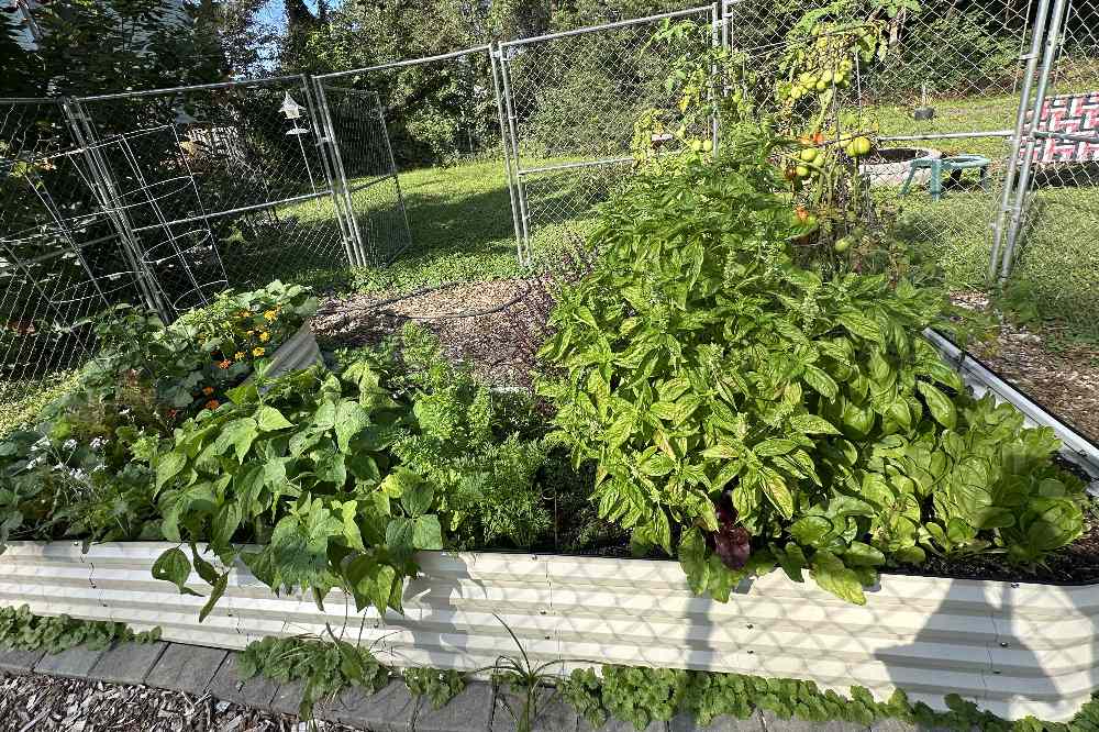 How to Get Rid of Gnats in Your Garden and Raised Beds
