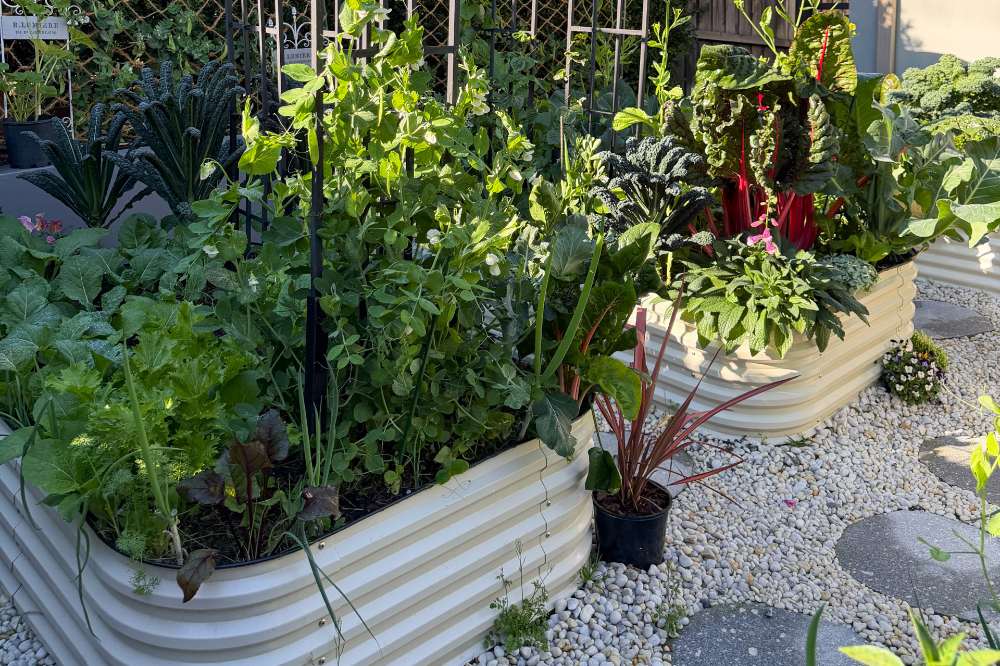 Small-Space Fall Gardening: One Raised Bed Layout for More Fall Vegetables | VEGEGA
