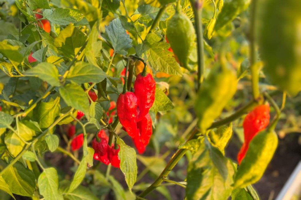 Raised Bed Harvest Ideas in September