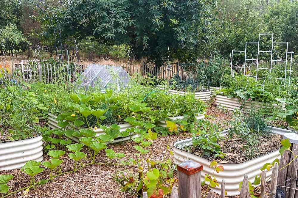 Succession Planting in Raised Beds | VEGEGA