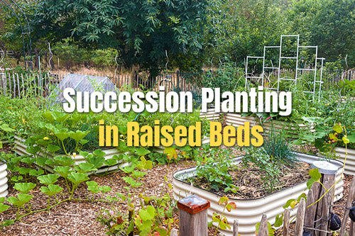 Succession Planting in Raised Beds | VEGEGA