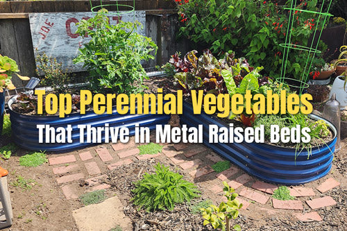 Top Perennial Vegetables That Thrive in Metal Raised Beds | VEGEGA