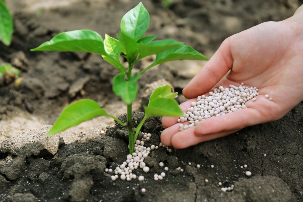 Organic Fertilizer for Raised Beds: What to Use and When | VEGEGA