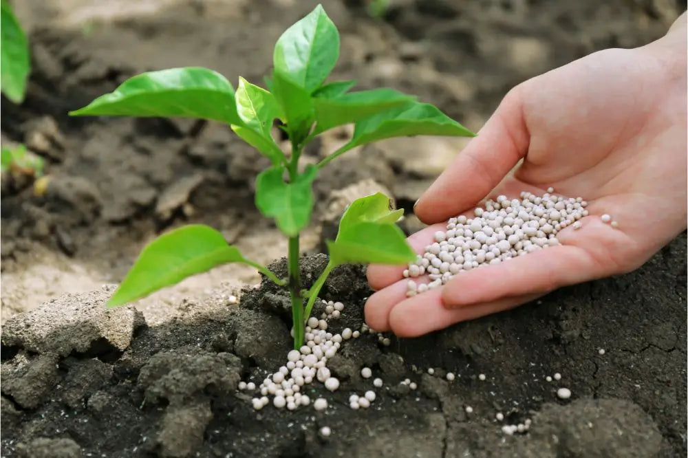 Organic Fertilizer for Raised Beds: What to Use and When | VEGEGA