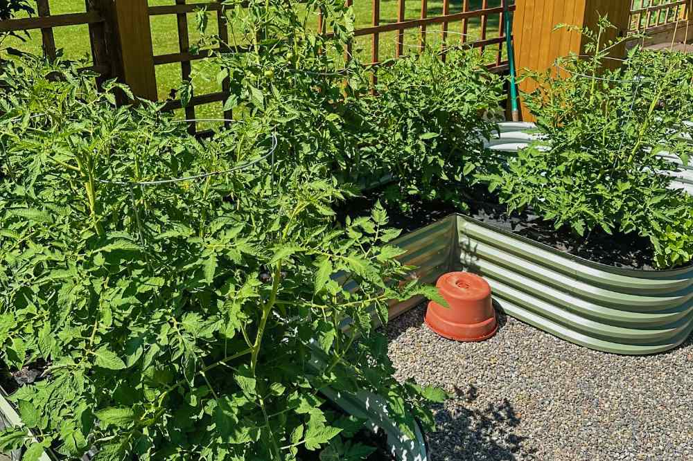 What to Do with Green Tomatoes After Frost | VEGEGA