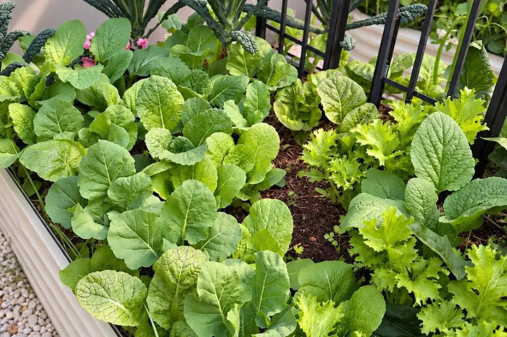 How to Start a Vegetable Garden: From Seed to Harvest | VEGEGA