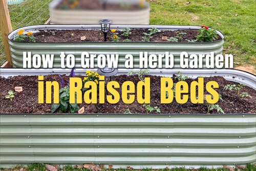 How to Grow a Herb Garden in Raised Beds