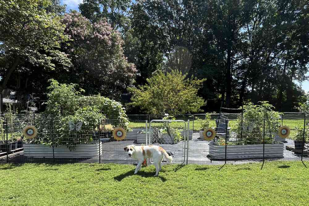 How to Keep Animals Out of Raised Garden Beds
