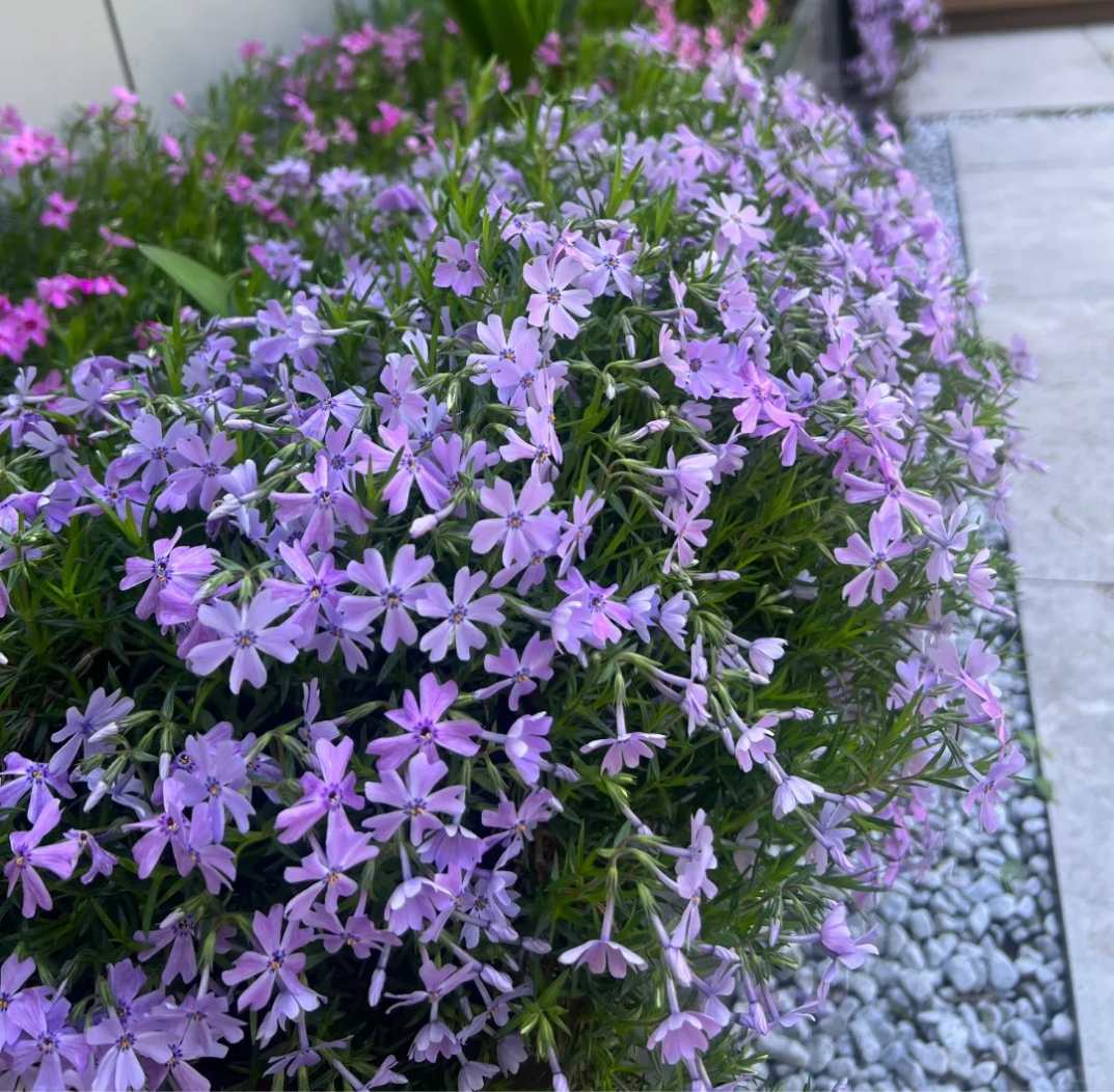 Best Perennial Flowers for Raised Beds and Colorful Garden Borders | VEGEGA