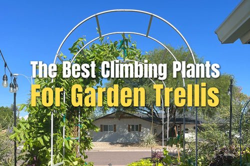 The Best Climbing Plants For Garden Trellis
