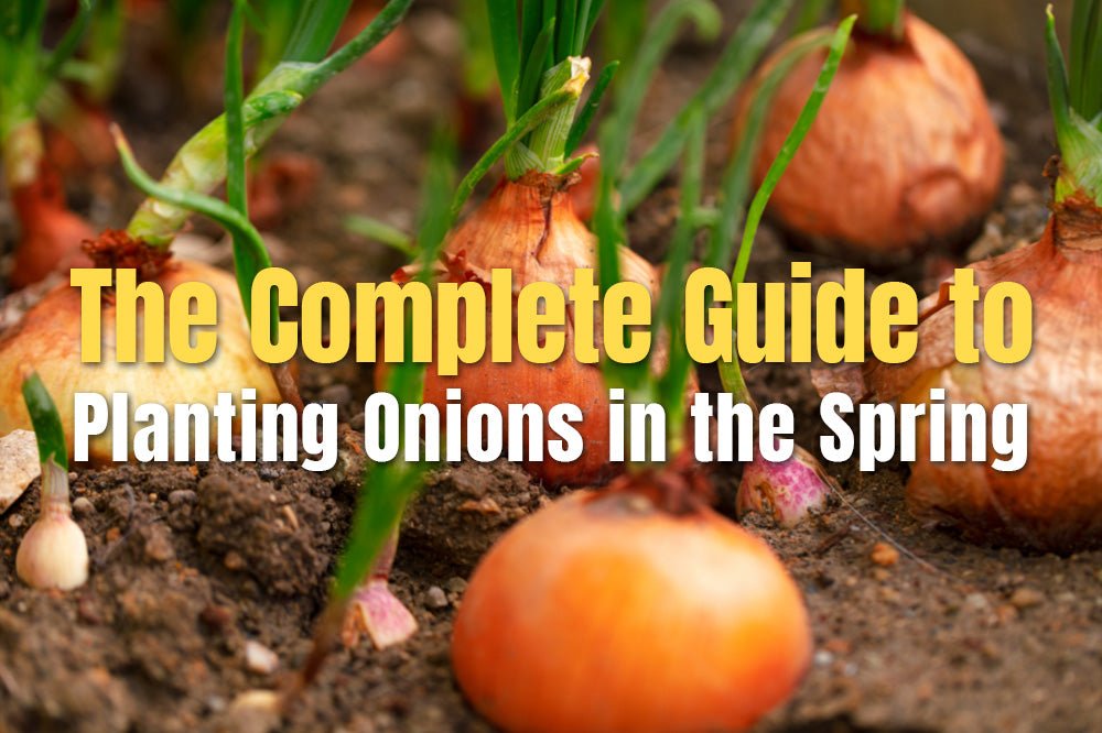 The Complete Guide to Planting Onions in the Spring | VEGEGA