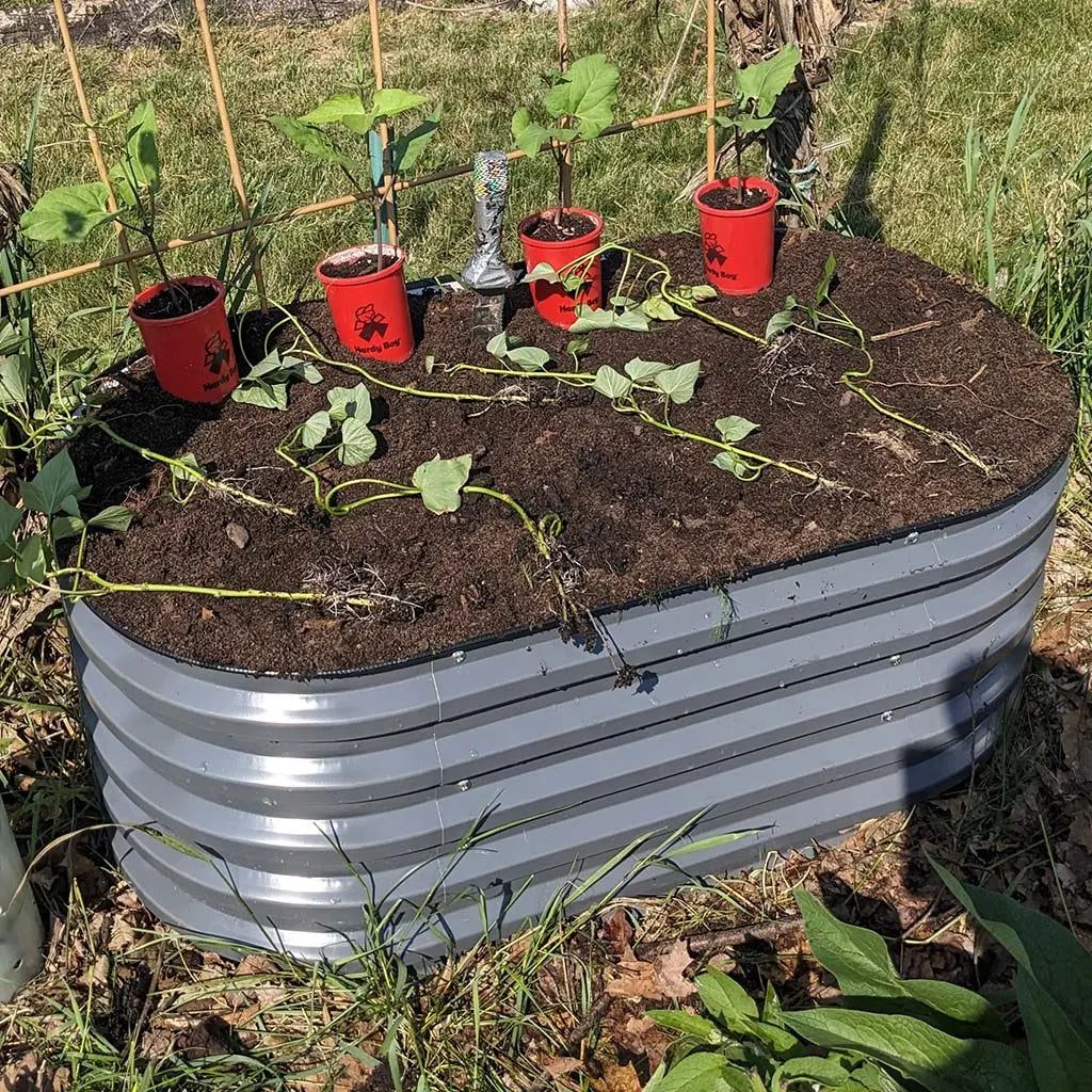 corrugated raised garden bed grows potatoes-Vegega