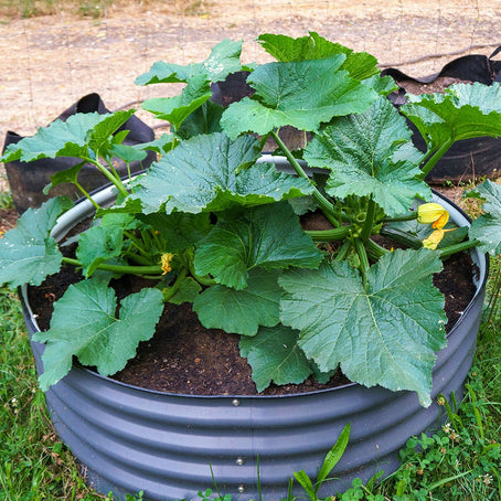 grey circle raised garden beds-Vegega