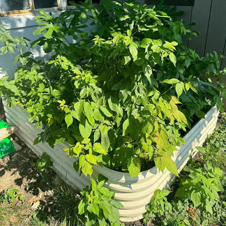 4x8 raised garden beds growing veggies-Vegega