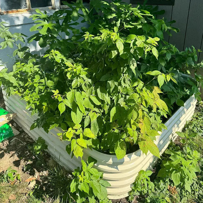 4x8 raised garden beds growing veggies-Vegega