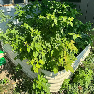 4x8 raised garden beds growing veggies-Vegega